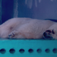 Sleeping Pizza.